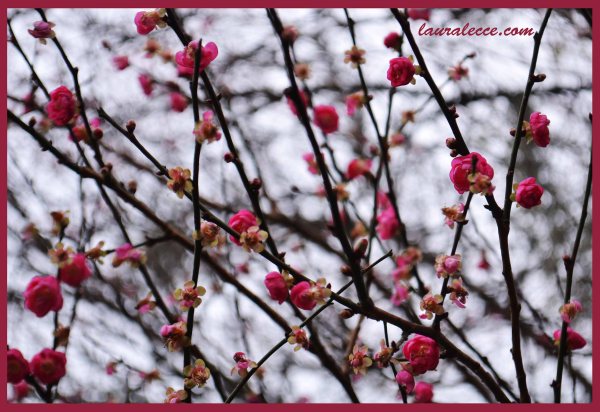 Blossoms - Photograph by Laura Lecce