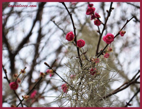 Confused Blossoms - Photograph by Laura Lecce