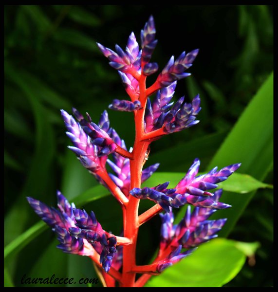 Bromeliad - Photograph by Laura Lecce