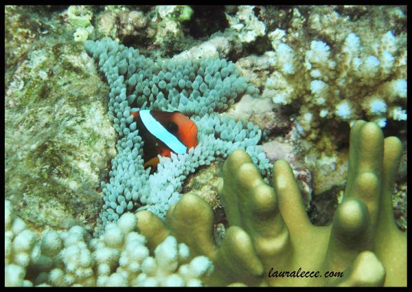 Clownfish Quirks - Photograph by Laura Lecce