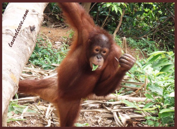 Orangutan - Photograph by Laura Lecce