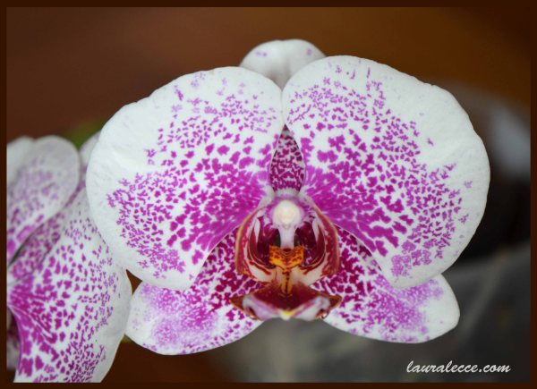 Pink Speckled Phal - Photograph by Laura Lecce