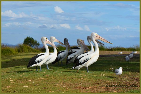 Pod of Pelicans - Photograph by Laura Lecce