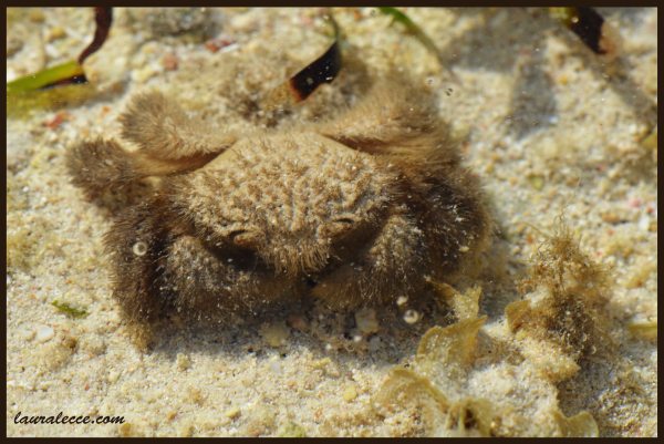 Teddy Bear Crab - Photograph by Laura Lecce