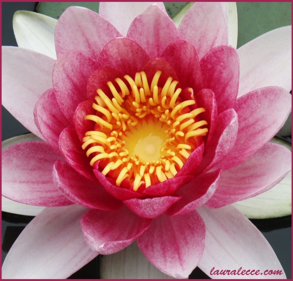 Pink Water Lily Perfection - Photograph by Laura Lecce