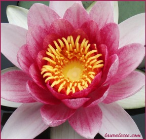 Pink Water Lily Perfection