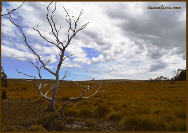 Tasmanian Grasslands - Photograph by Laura Lecce