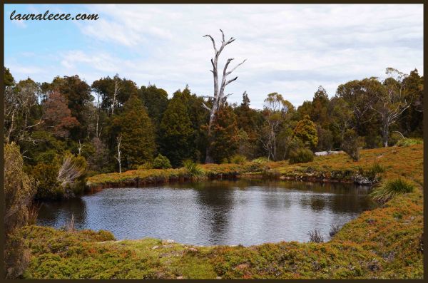 Tasmanian Pond - Photograph by Laura Lecce