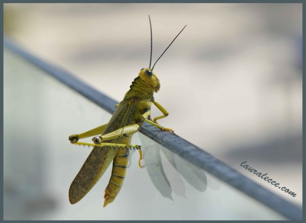 Blue Eyed Grasshopper - Photograph by Laura Lecce