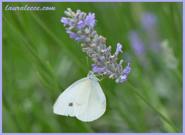 Lavender with Butterfly - Photograph by Laura Lecce