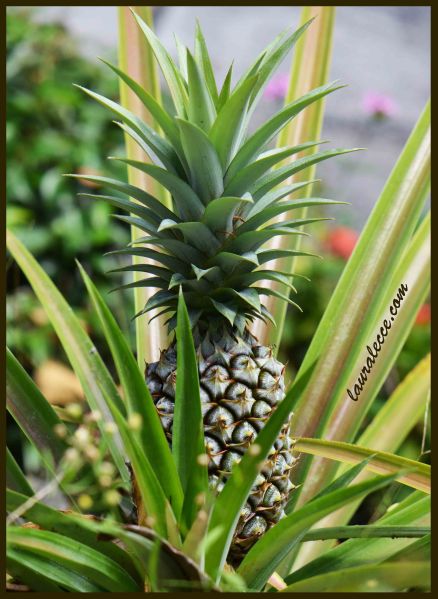 Pineapple - Photograph by Laura Lecce
