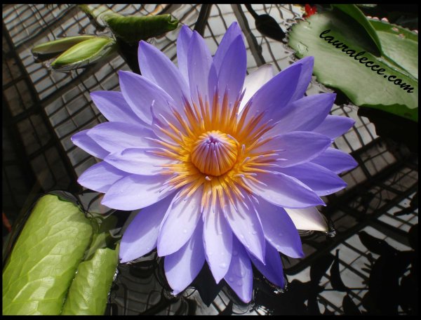 San Fran Water Lily - Photograph by Laura Lecce