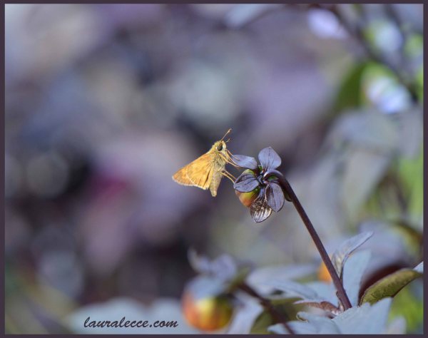 Skipper Butterfly - Photograph by Laura Lecce