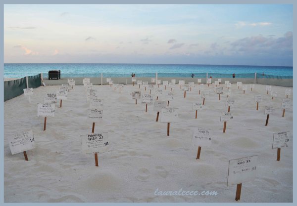 Turtle Hatchery - Photograph by Laura Lecce