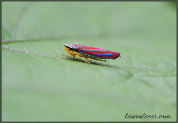Leafhopper - Photograph by Laura Lecce