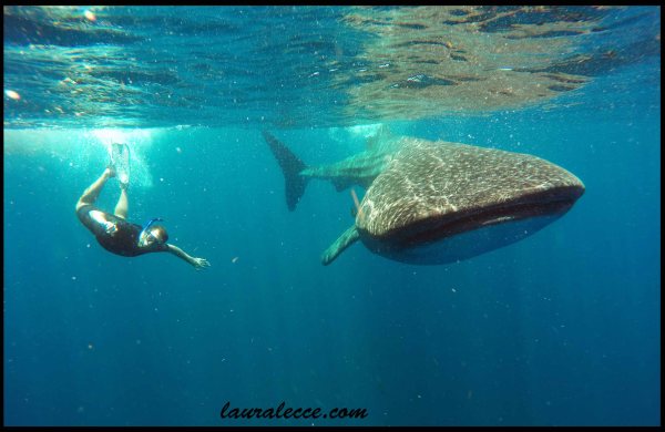 Making Friends with the Fishes - Photograph by Ocean Tours