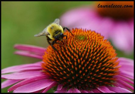 Echinacea with a Bee