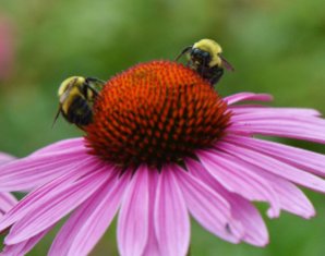 Echinacea flowers make the bees happy