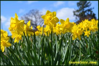 The daffodils are coming
