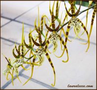 Brassia orchid