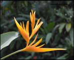 Yellow Heliconia - Photograph by Laura Lecce