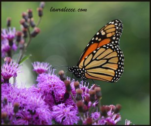 Ironweed with a monarch
