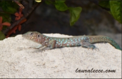 Lizard with blue spots